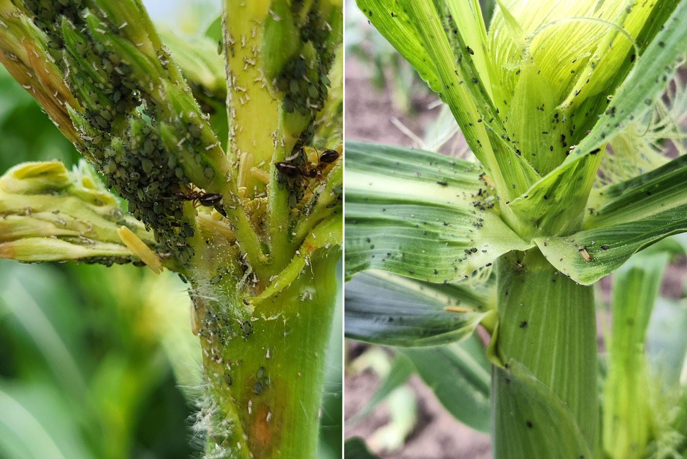 Aphids on corn tassel and ear.